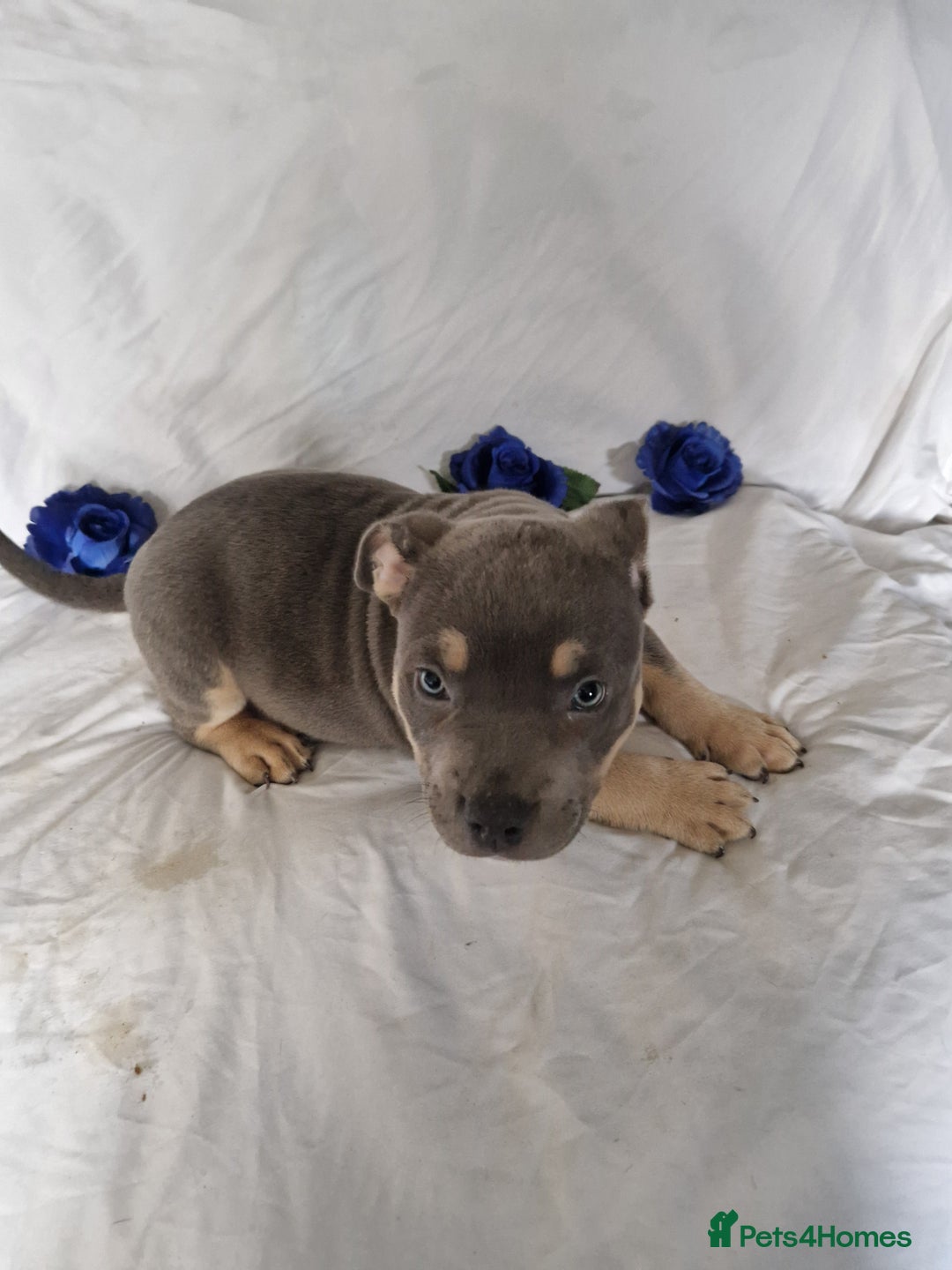 American Bully dogs for sale: Amazing 10 week old pocket bully Boy for sale  - Advert 7