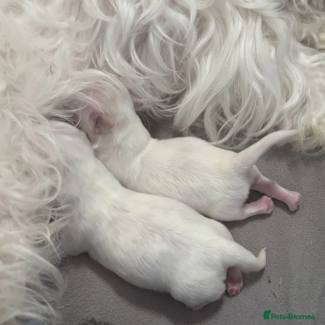 Maltese dogs for sale: 🌸 Exceptional KC Registered Maltese girls  🌸 - Advert 2
