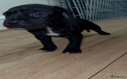 Cane Corso dogs for sale: Cane Corso Puppies for Sale - Image 7