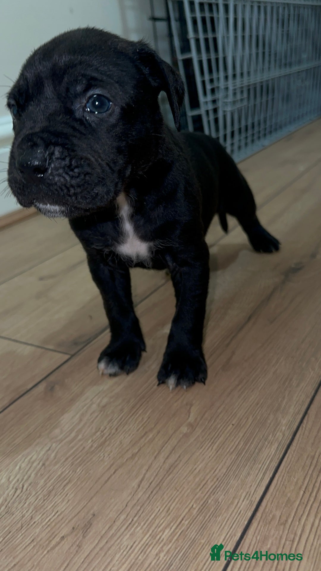 Cane Corso dogs for sale: Cane Corso Puppies for Sale - Image 7