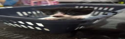 Mixed Breed cats for sale: I have three cute kittens that are girls. - Advert 4