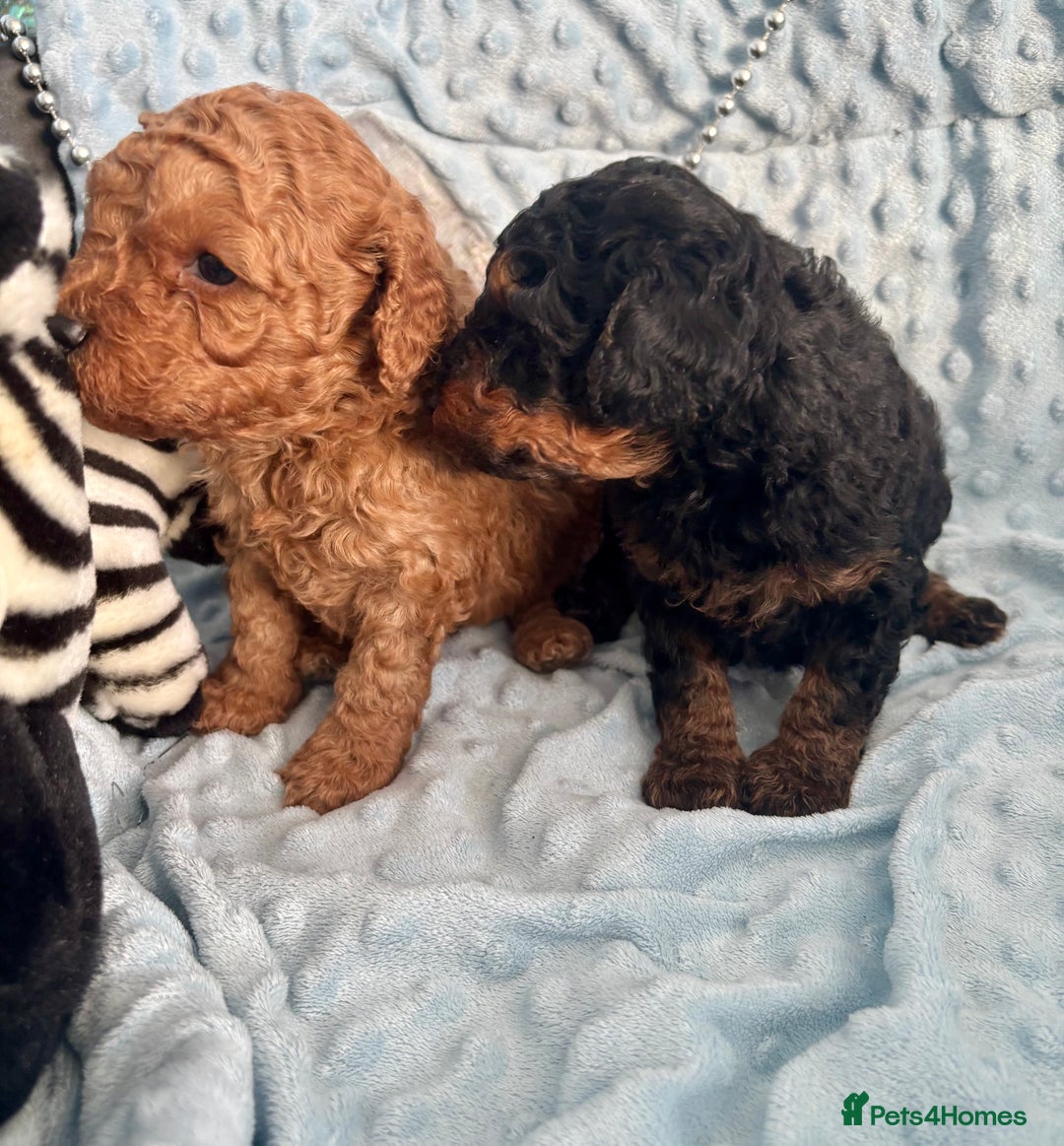 Toy Poodle dogs for sale: KC registered toy poodles - Advert 18