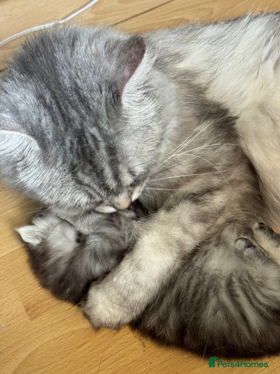Persian cats for sale: Cute Persian Kittens 2 Left For Sale - Image 5