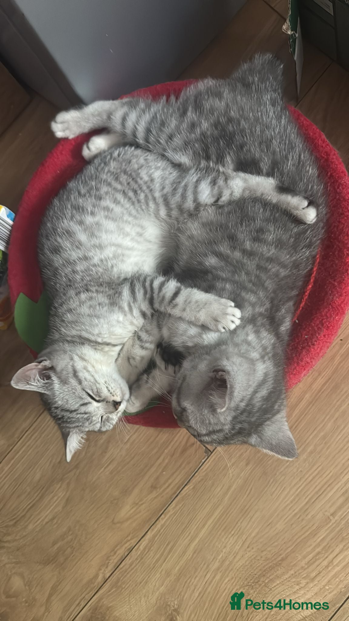 British Shorthair cats *Ready to Leave Thurs 2nd July* BSH silver Kittens - Advert 2