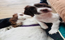 English Springer Spaniel dogs for sale: KC Quality English Springer Spaniels - Image 1