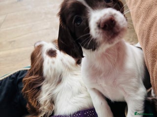 English Springer Spaniel dogs - Advert 15