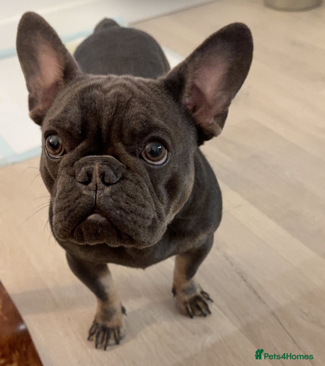 French Bulldog dogs for stud: PABLO 🐶 for stud - Black Compact Frenchie - Advert 2