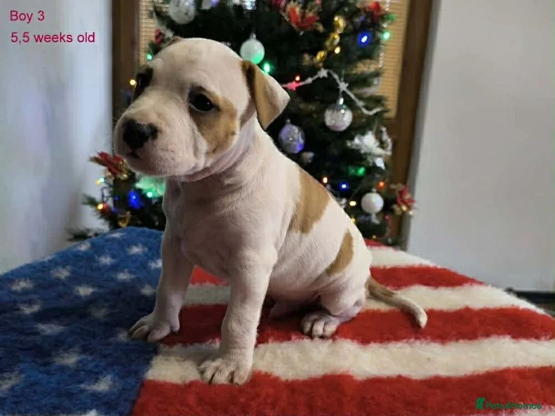 Staffordshire Bull Terrier dogs for sale: ❤️ beautiful Staffordshire puppies 🐶 - Advert 5