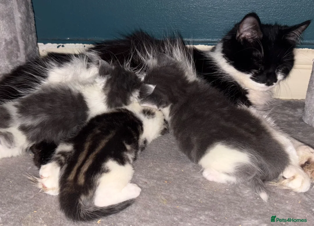 British Longhair cats for sale: British longhair kittens - Advert 2