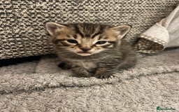 Mixed Breed cats for sale: 5 tabby/bengal kittens  - Image 8