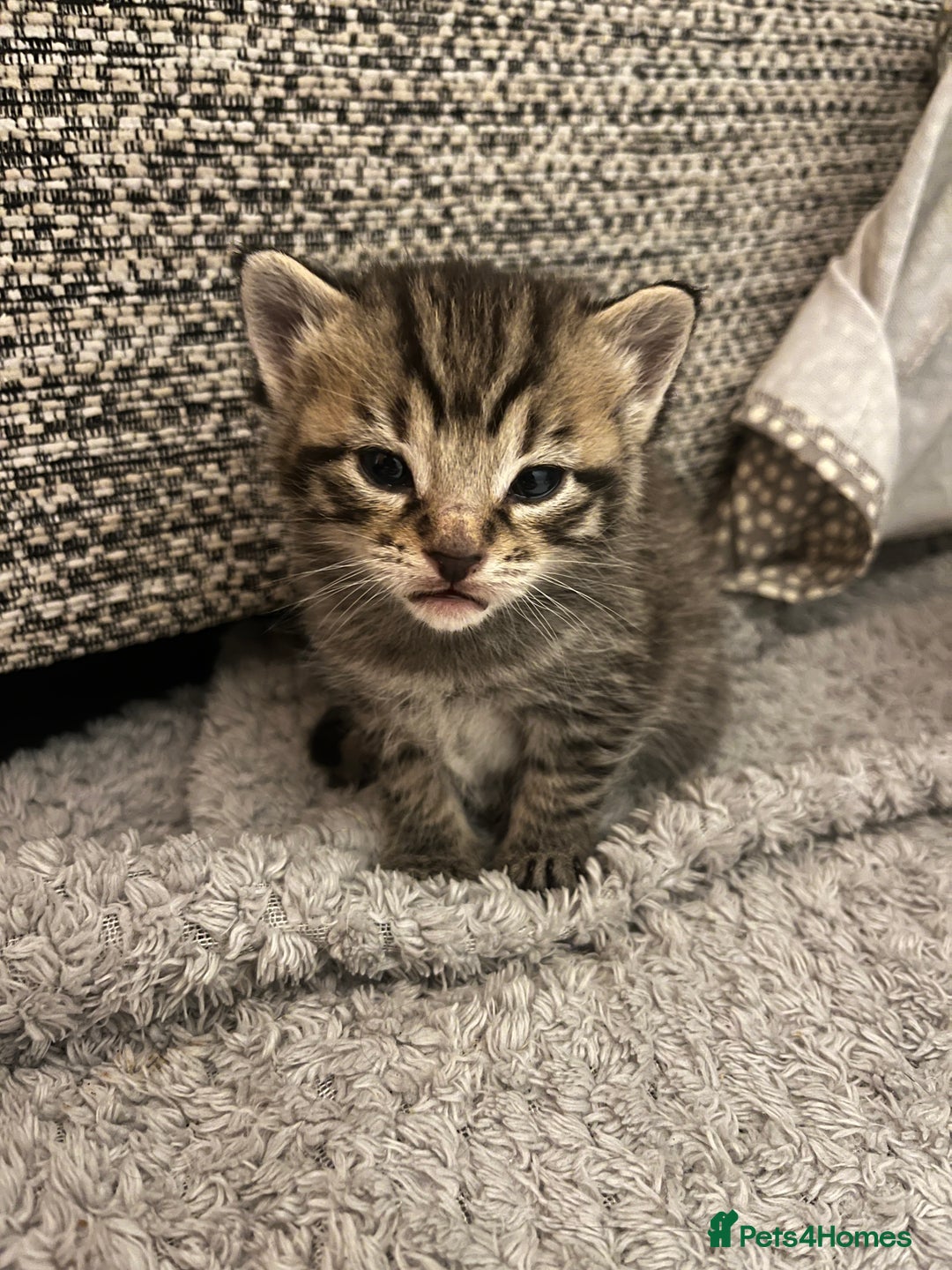 Mixed Breed cats for sale: 5 tabby/bengal kittens  - Image 8