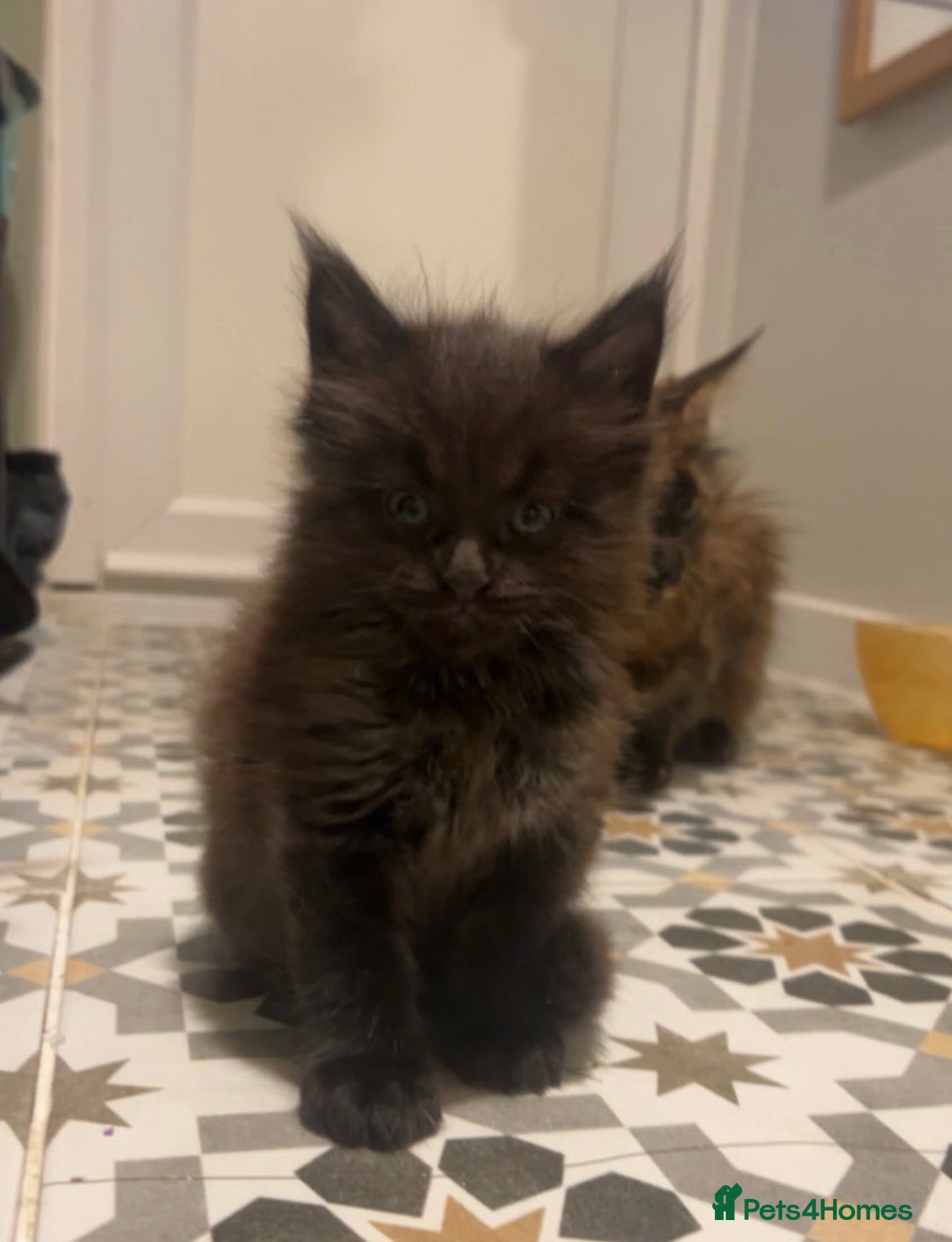 Maine Coon cats Fluffy maine coon kittens  - Advert 13