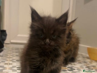 Maine Coon cats Fluffy maine coon kittens - Advert 13