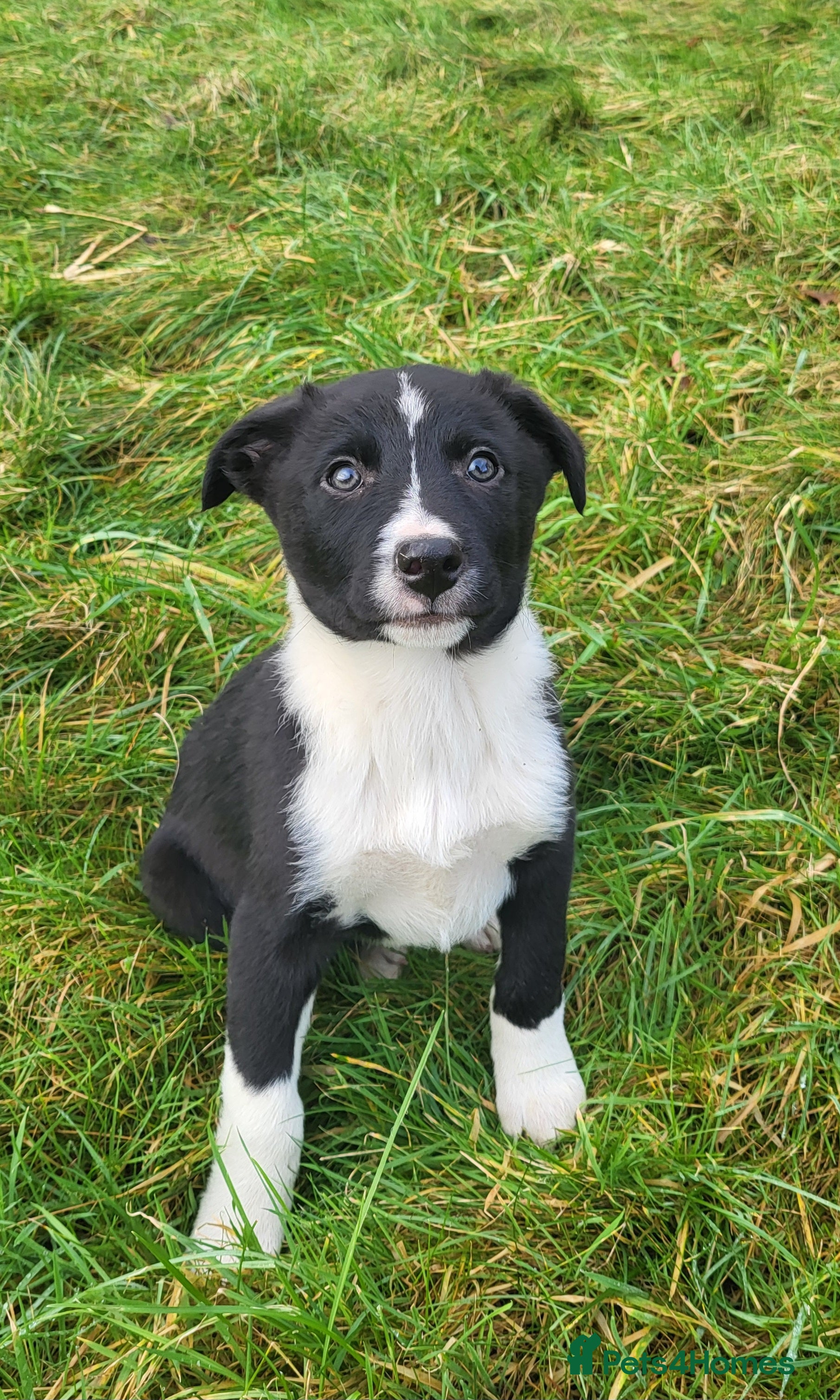 Border Collie dogs LAST BOY PUP  Tri coloured border collie puppies  - Advert 15