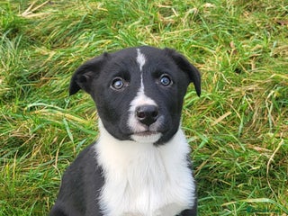 Border Collie dogs LAST BOY PUP Tri coloured border collie puppies - Advert 2