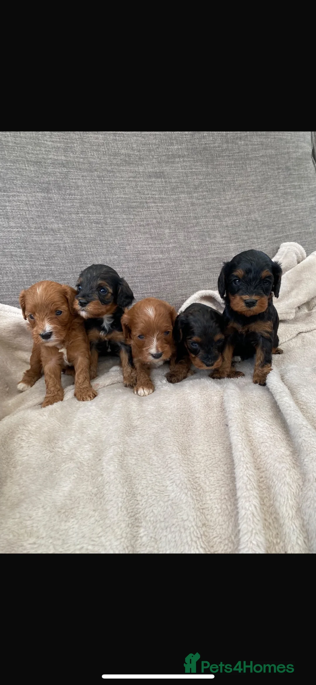 Cavapoo dogs for sale: Beautiful F1 cavapoos in Durham - Advert 1