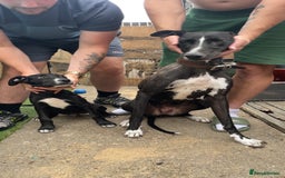 Mixed Breed dogs for sale: Bull greyhound - Image 4