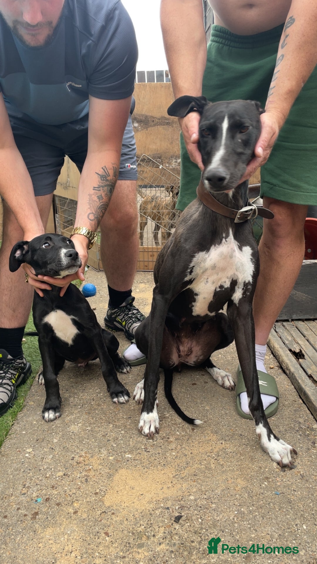Mixed Breed dogs for sale: Bull greyhound - Image 4