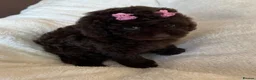 Cavapoo dogs for sale: Curly Toy Cavapoo’s from health tested parents - Advert 13