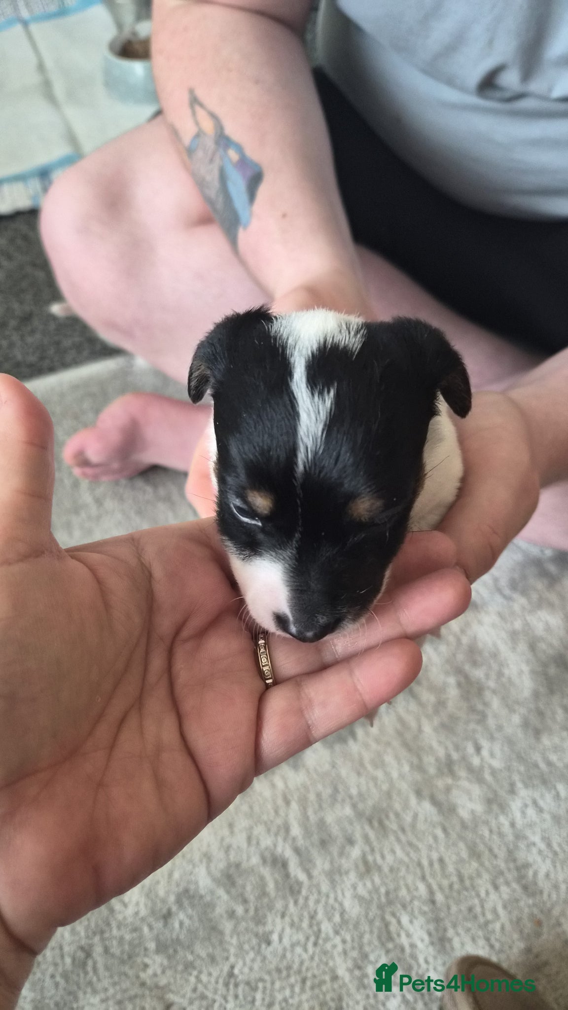 Jack Russell dogs 4 stunning male jack russell puppies  - Advert 8