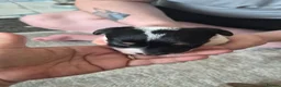 Jack Russell dogs for sale: 4 stunning male jack russell puppies  in Larkhall - Advert 1