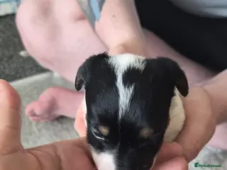 Jack Russell dogs 4 stunning male jack russell puppies - Advert 1