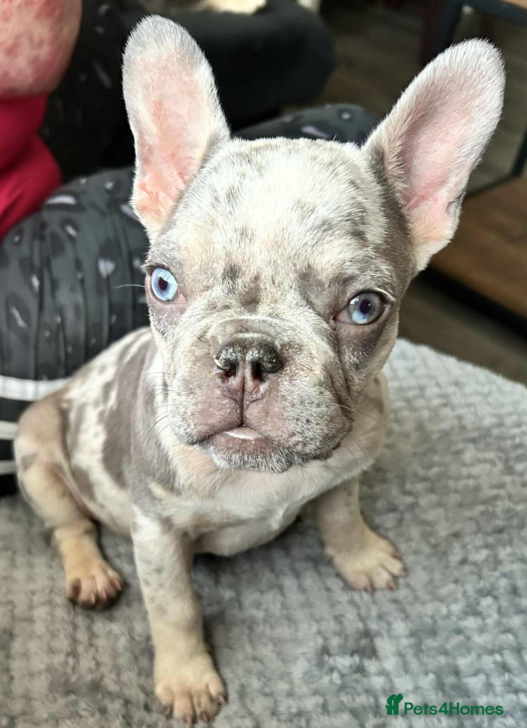 French Bulldog dogs for sale: French bulldog  - Image 3