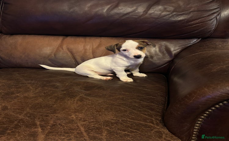 Jack Russell dogs - Advert 4