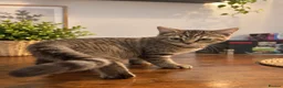 Scottish Fold cats for sale: Beautiful British Shorthair Kittens – Home Raised  - Advert 10