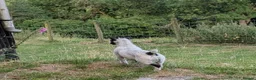 Jack Russell dogs for sale: Traditional type Jack Russell Pup.  - Advert 3