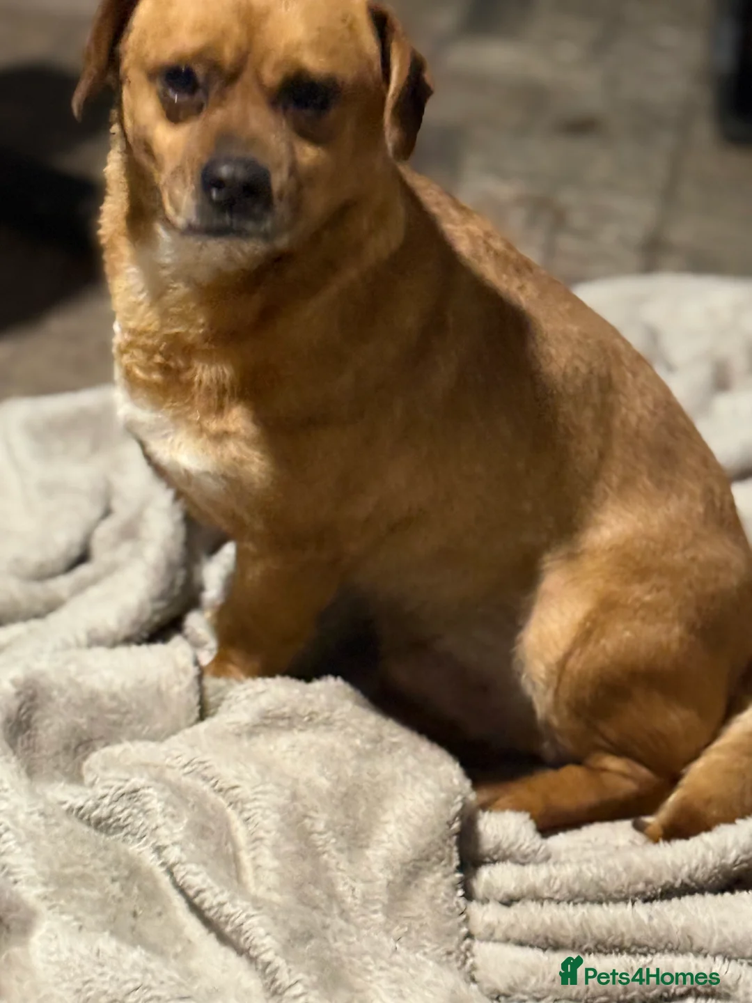 Mixed Breed dogs for adoption: Richie Looking For a Family  - Advert 3