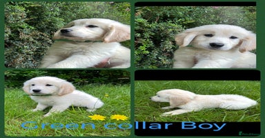 Golden Retriever dogs - Advert 7