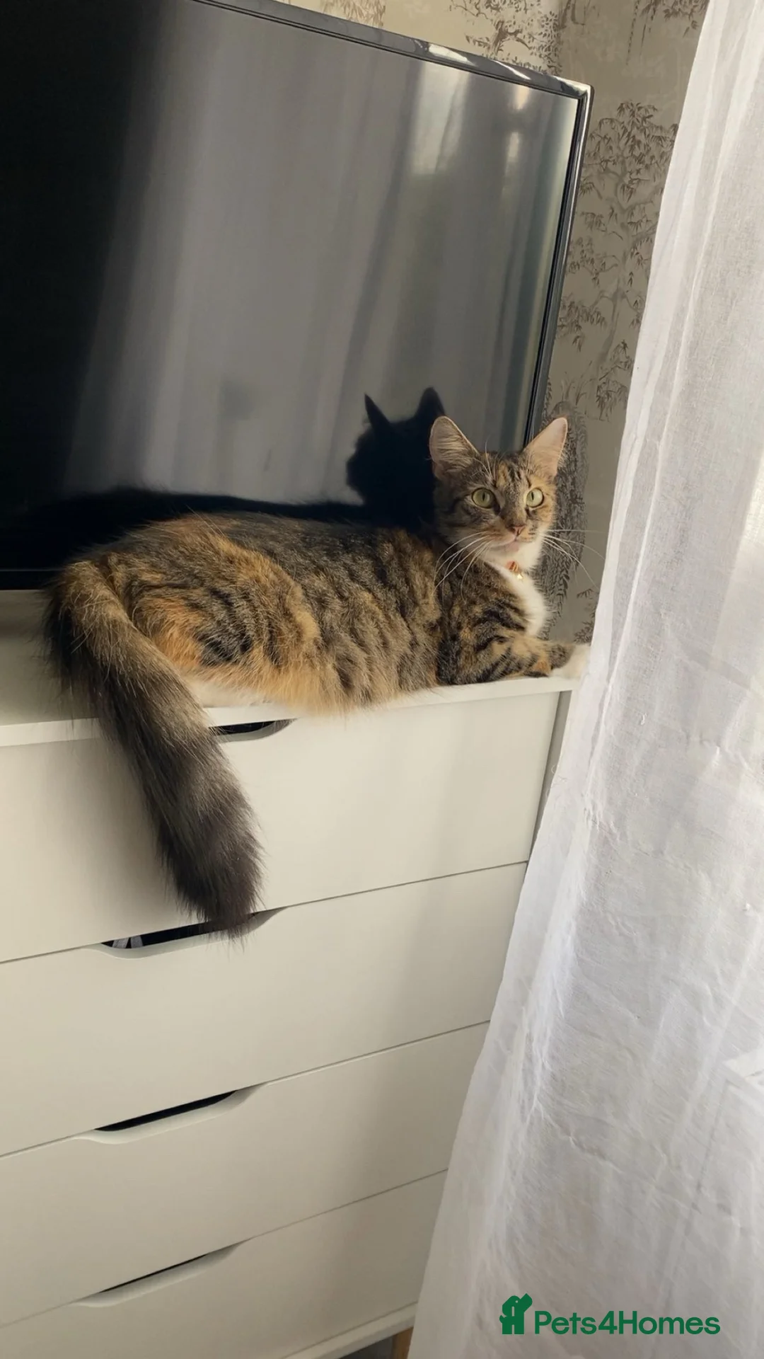 Norwegian Forest Cat cats for sale: Male kitten available  - Advert 4
