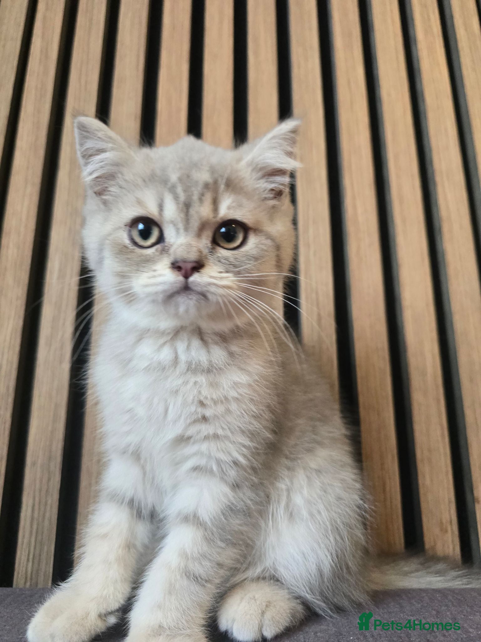 British Shorthair cats GCCFI REGISTERED BSH  - Advert 1