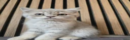 British Shorthair cats for sale: GCCFI REGISTERED BSH  in Enniskillen - Advert 1