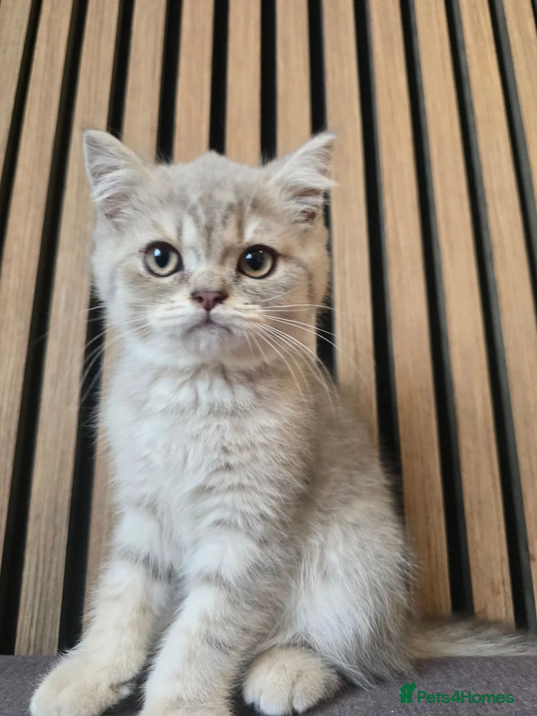 British Shorthair cats for sale: GCCFI REGISTERED BSH  in Enniskillen - Advert 1