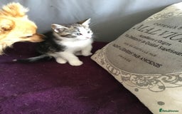 British Shorthair cats for sale: Little Tabby Kitten  - Image 4