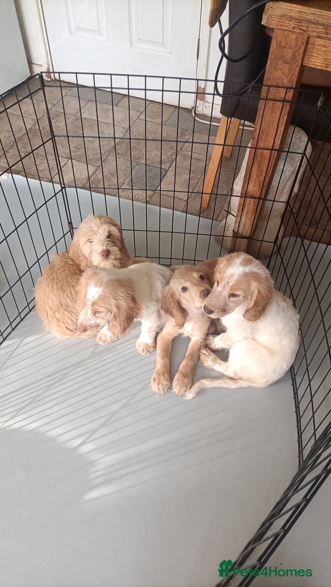 Cockapoo dogs for sale: Cockapoo F1B - Image 25