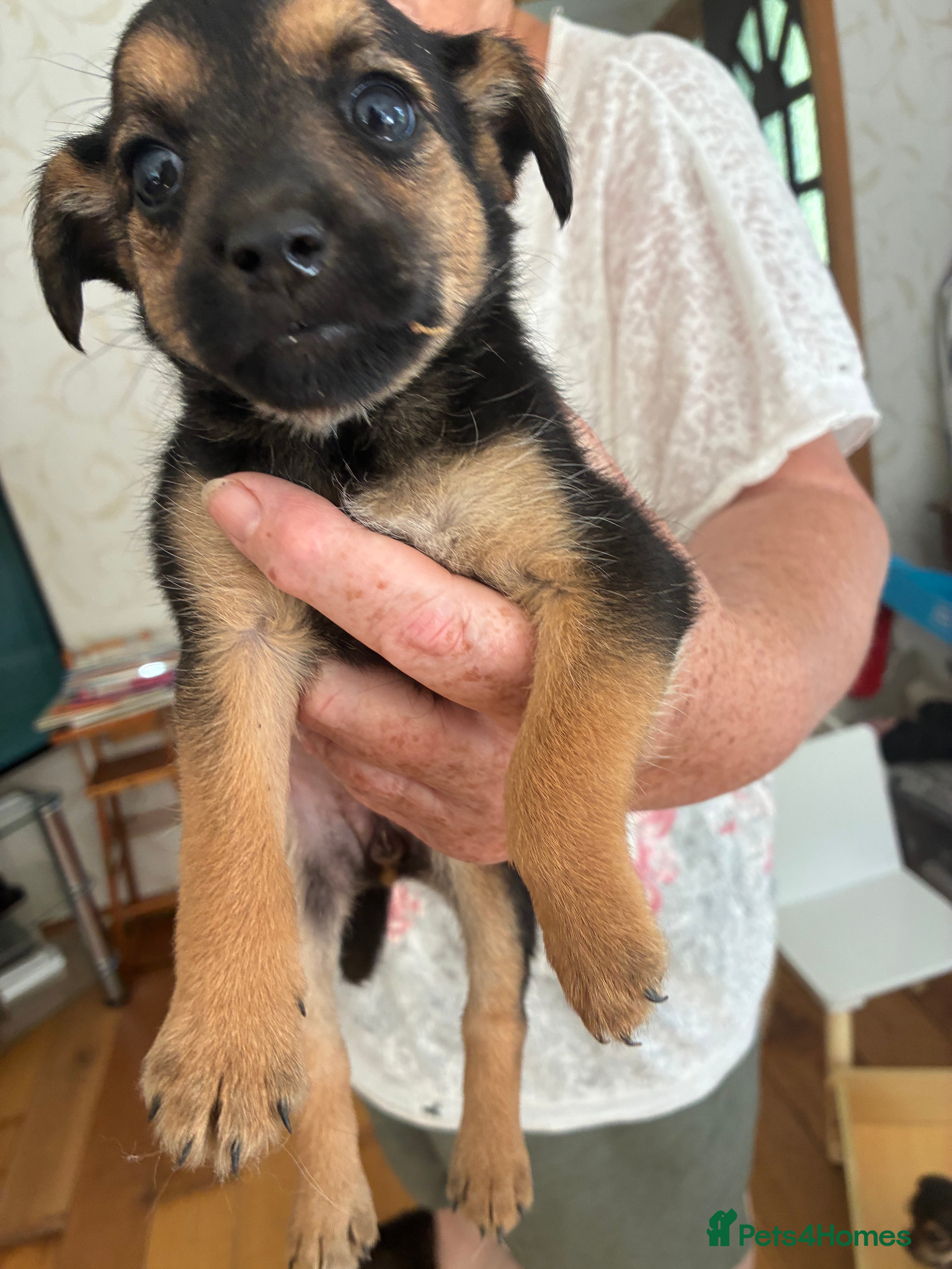 Mixed Breed dogs Yorkshire terrier cross Jack Russel puppies - Advert 2