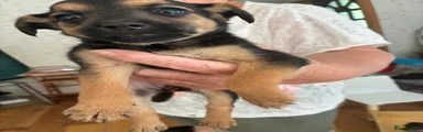 Mixed Breed 4