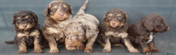 Labradoodle dogs for sale: Mini Labradoodles🐾🌟ready 3/1/26 full vaccine🌟🐾 - Advert 5