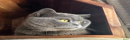 British Shorthair cats for sale: Pure Pedigree GCCF-Registered kittens  - Advert 11