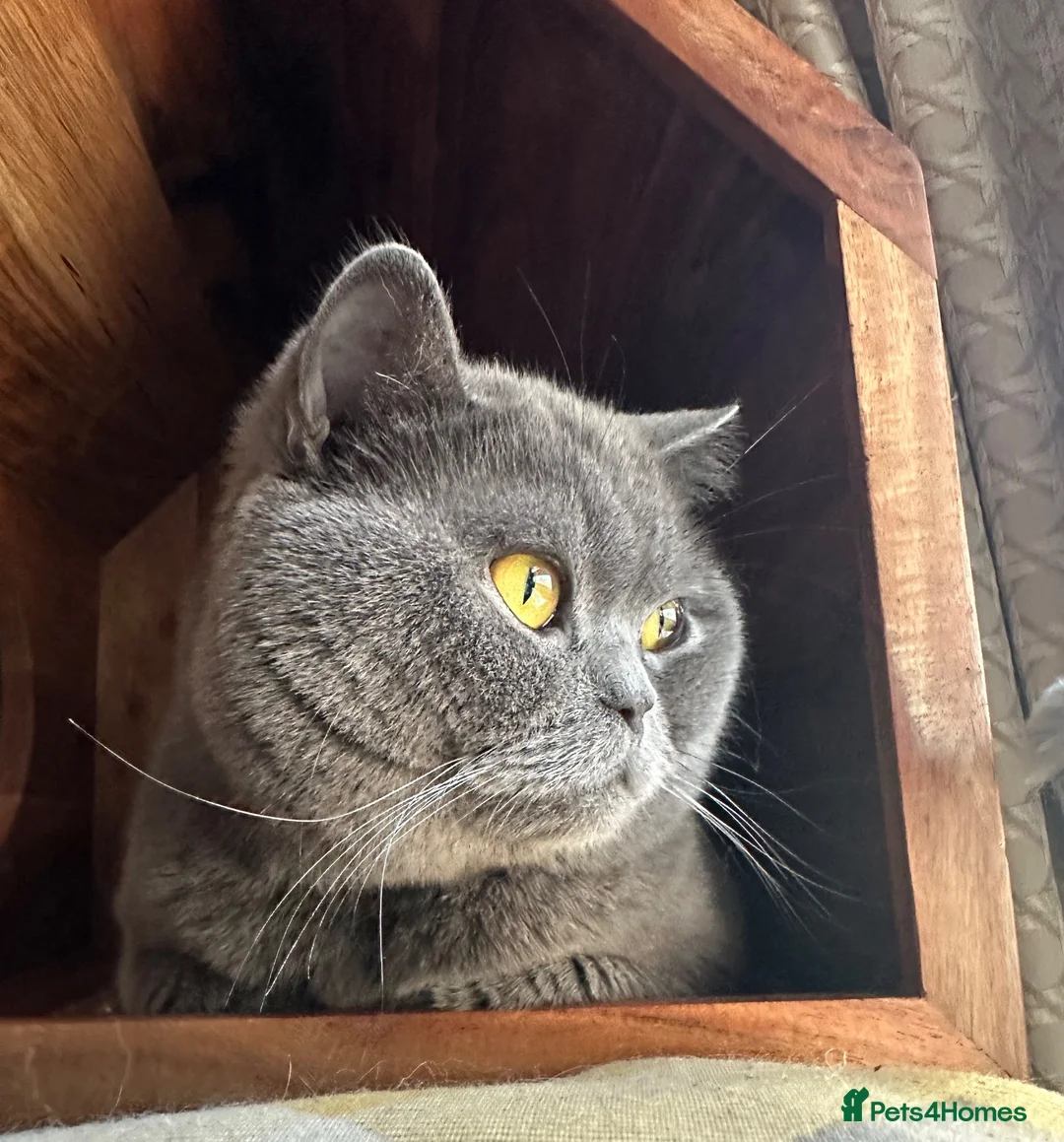 British Shorthair cats for sale: Pure Pedigree GCCF-Registered kittens  - Advert 11