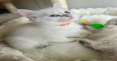 Siberian cats - Advert 13