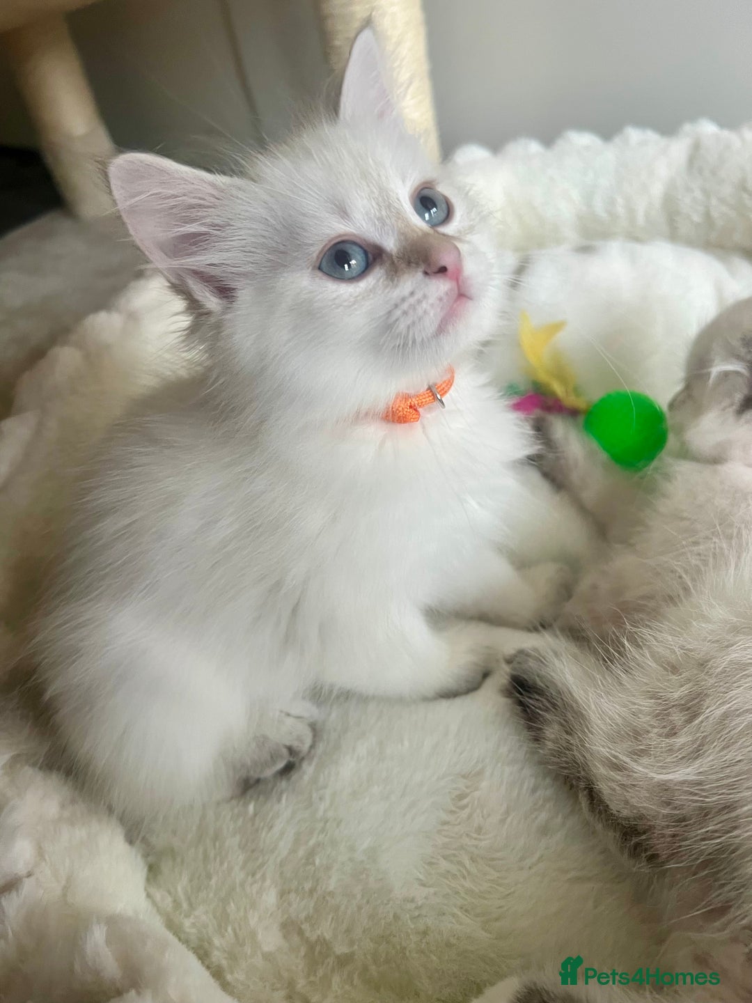 Siberian cats for sale: Hypoallergenic Female Siberian Blue eyes Neva - Advert 22