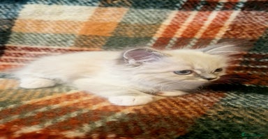 Ragdoll cats - Advert 7