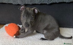 Staffordshire Bull Terrier dogs for sale: 🐾Reduced♥️World Famous Samtan Dozer & C in Swansea - Image 31