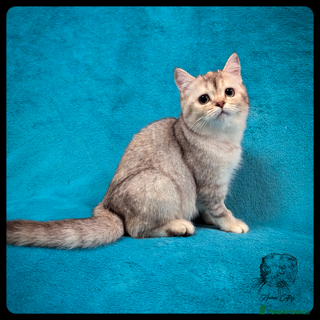 Scottish Fold cats for sale: TICA Registered Scottish kittens - Advert 40