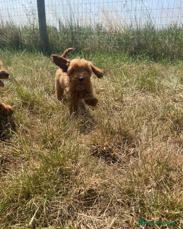 Cockapoo dogs 5⭐️ Licensed breeder. F1 cockapoo PRA Clear - Advert 1