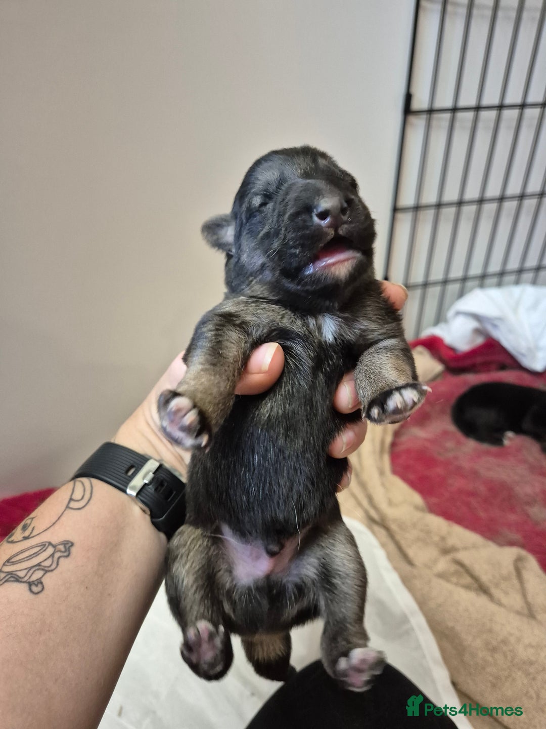 German Shepherd dogs for sale: German shepard puppies - Advert 23